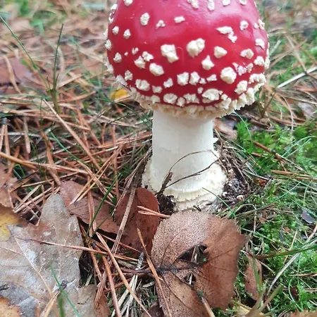 Couette-café De Olm 4*