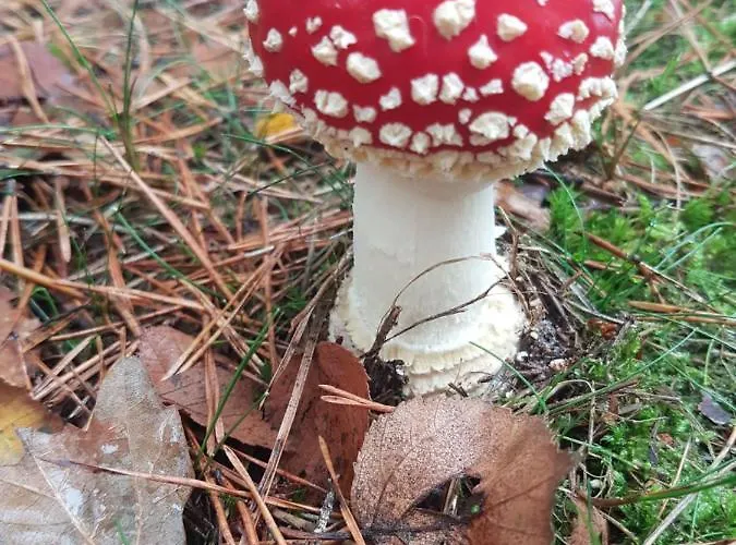 Oda ve Kahvaltı De Olm 4*